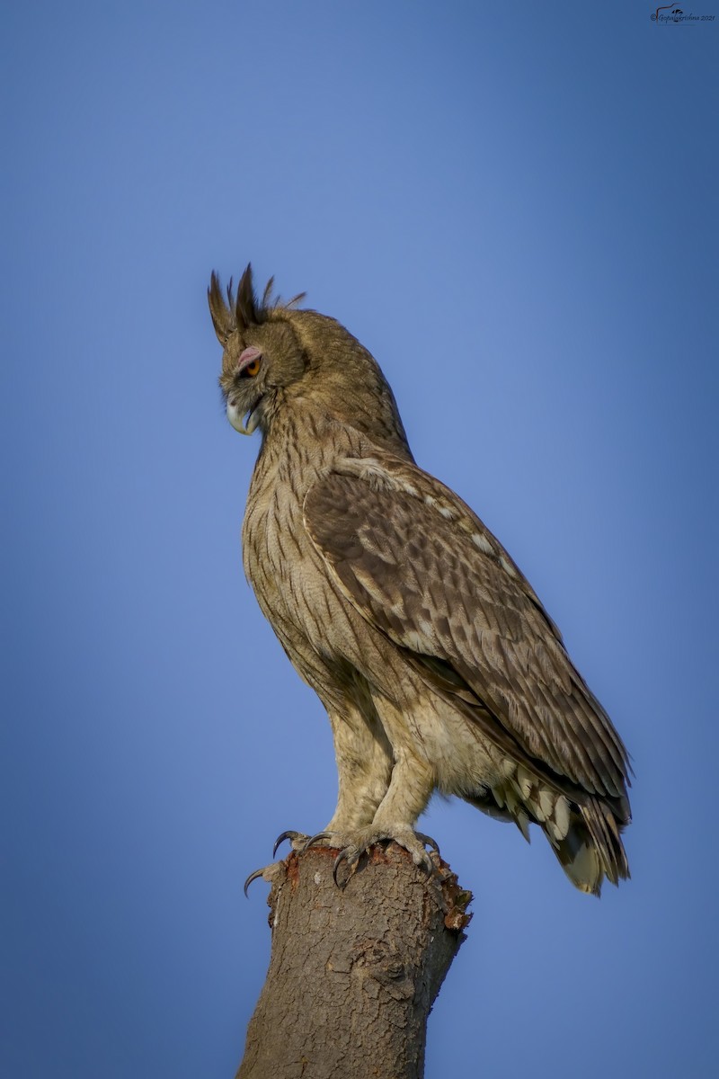 Dusky Eagle-Owl - ML419833651