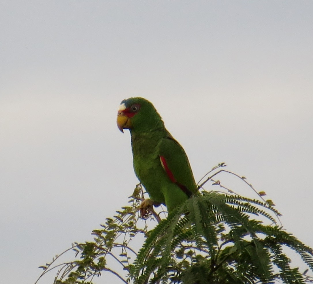 White-fronted Parrot - ML41983381