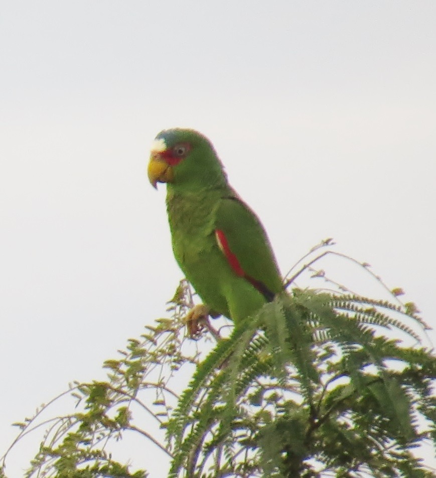 White-fronted Parrot - ML41983391