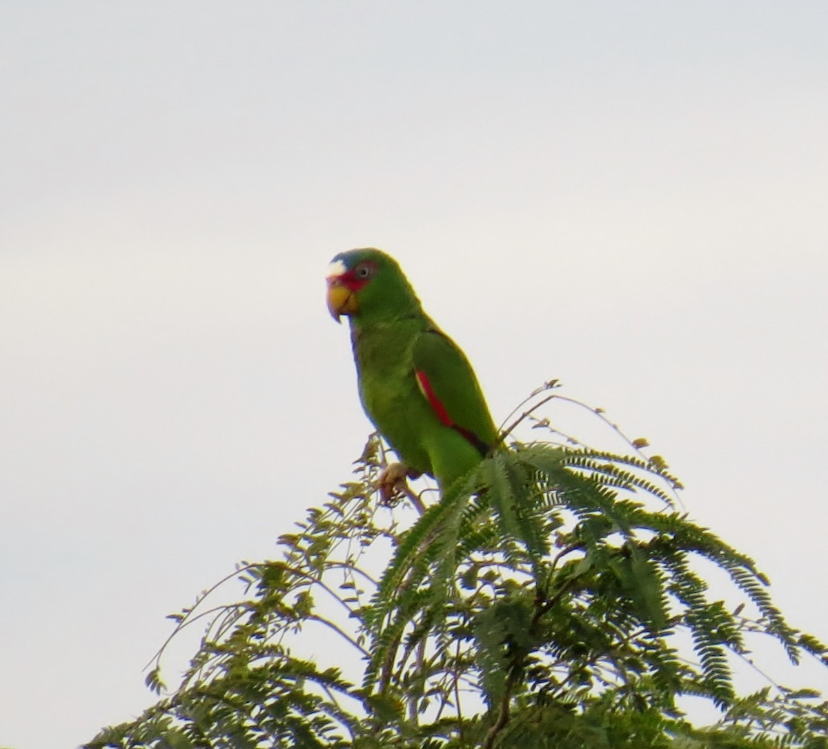 White-fronted Parrot - ML41983401