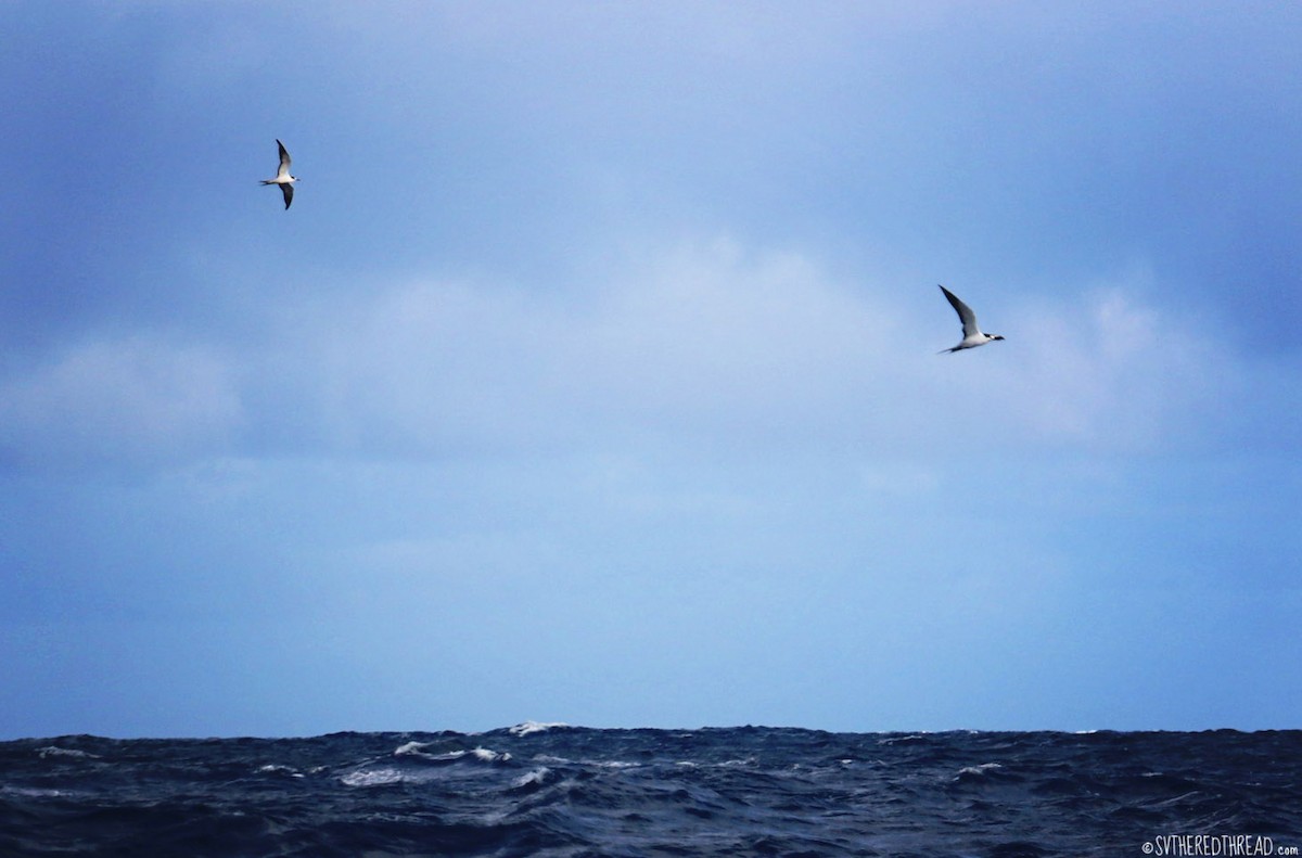 Sooty Tern - Birding Aboard
