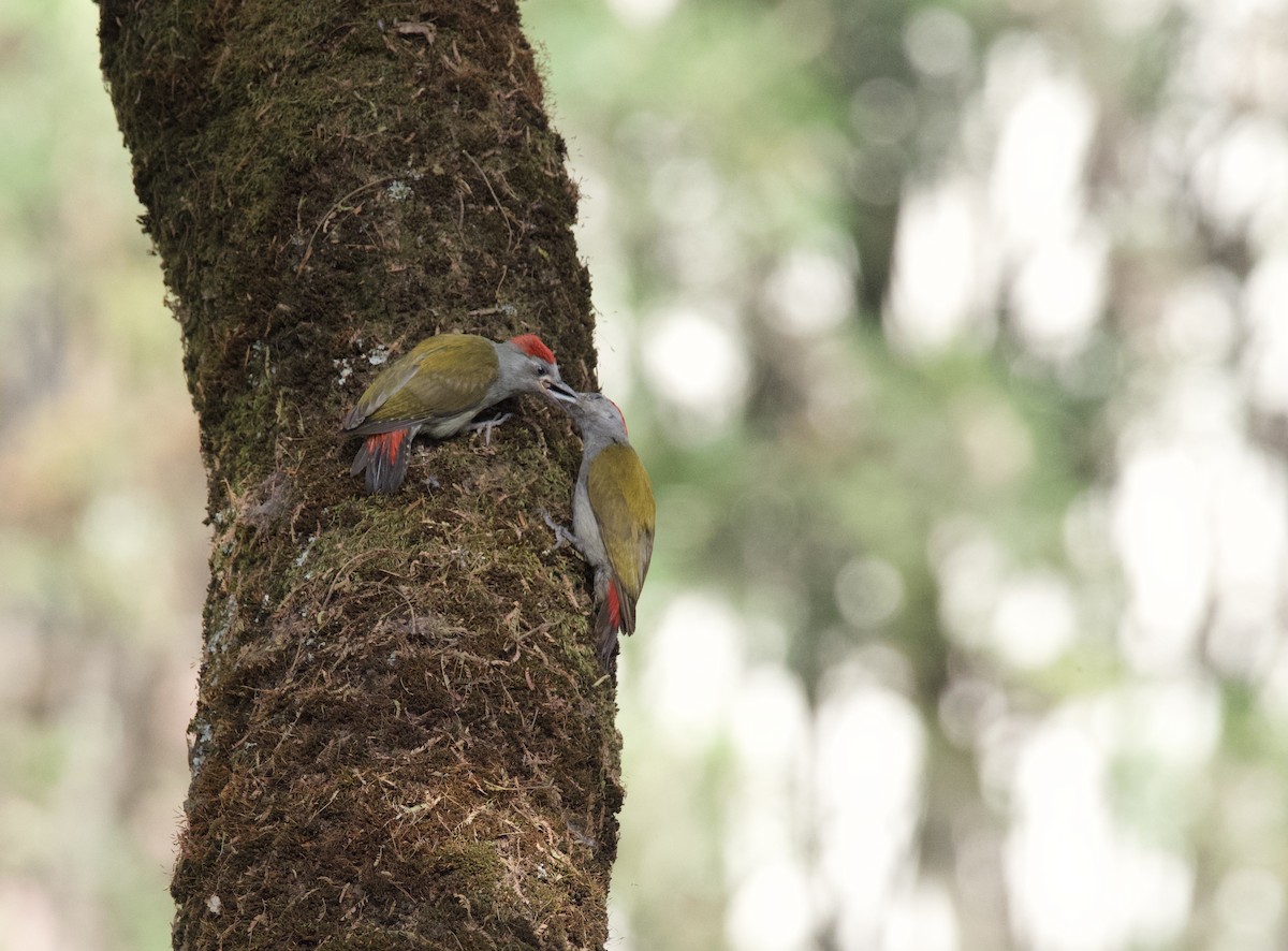 African Gray Woodpecker - Craig Rasmussen