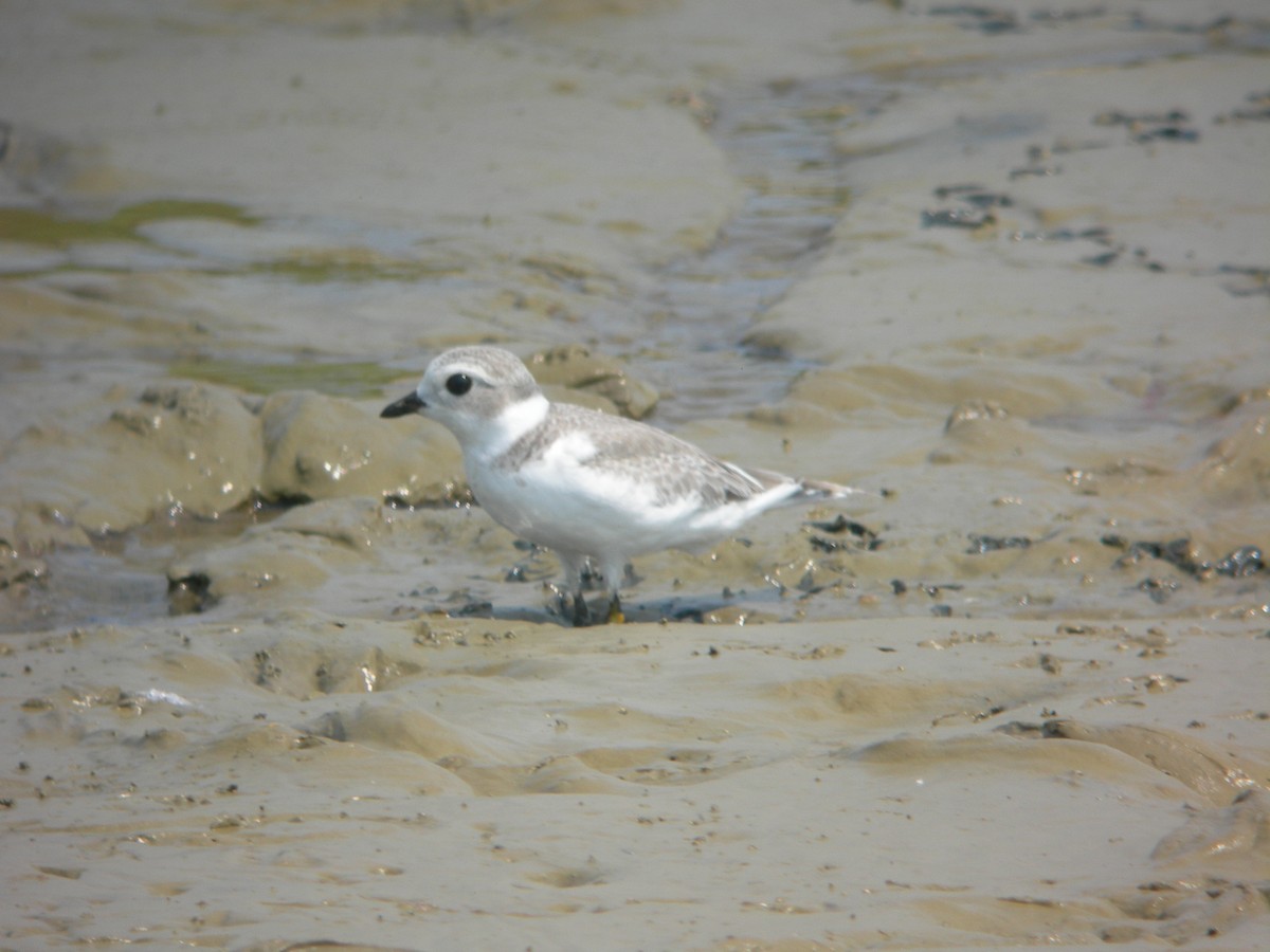Piping Plover - ML41984481