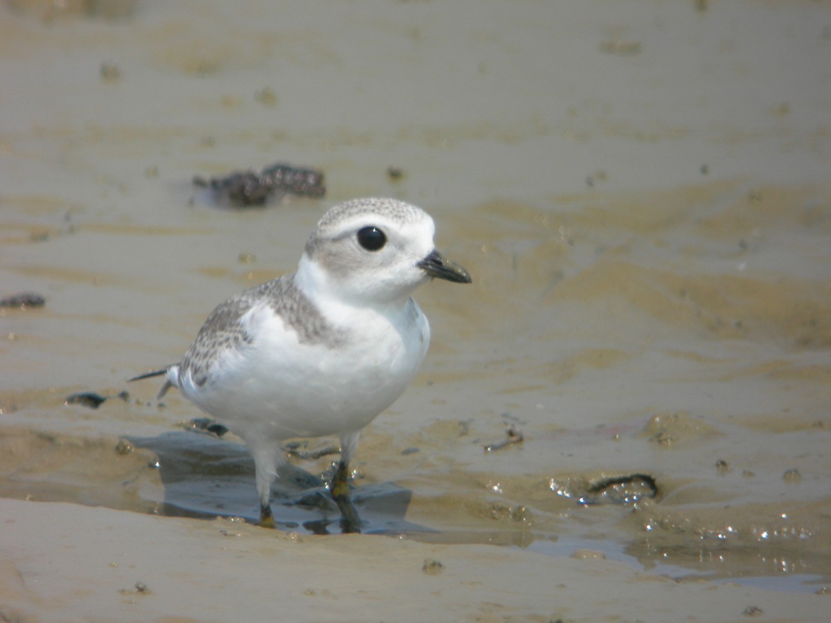 Piping Plover - ML41984511