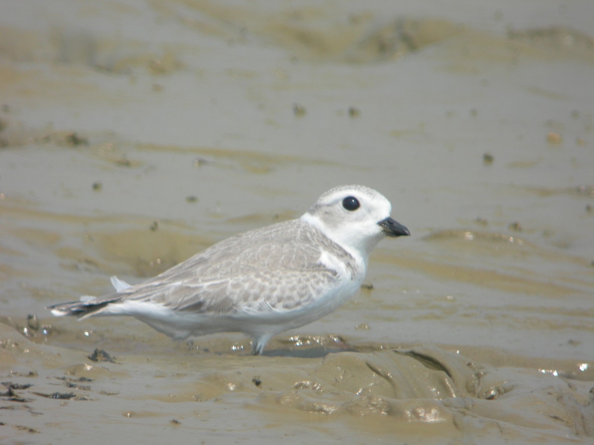 Piping Plover - ML41984531