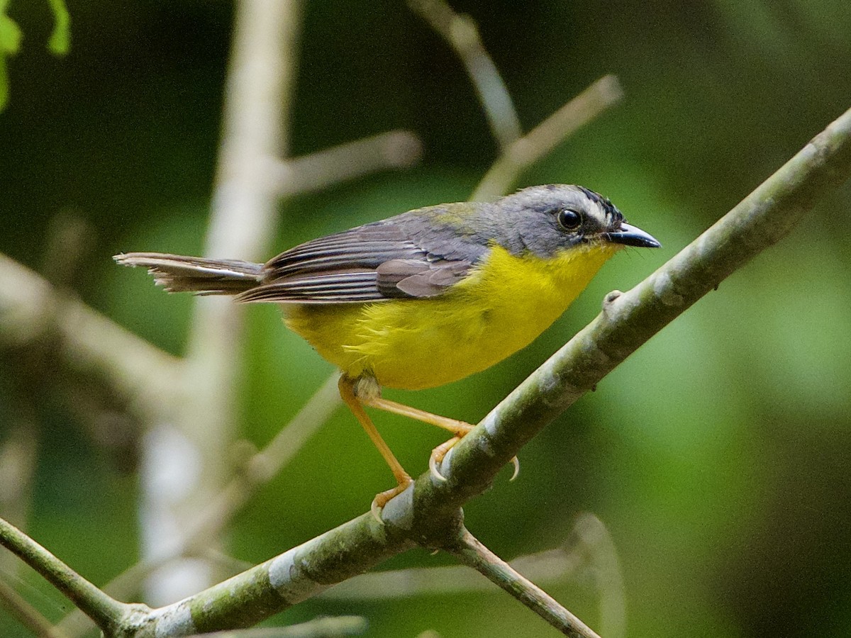 Gray-and-gold Warbler - Bobby Wilcox