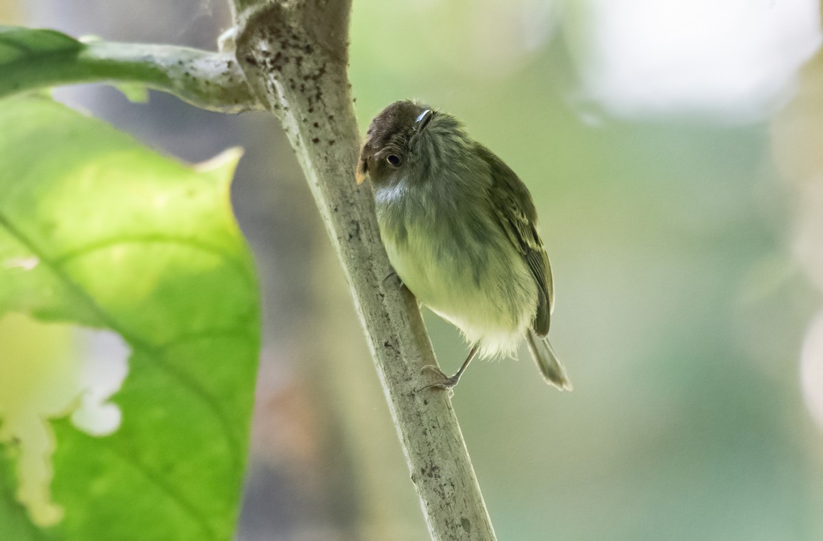 Scale-crested Pygmy-Tyrant - ML419847651