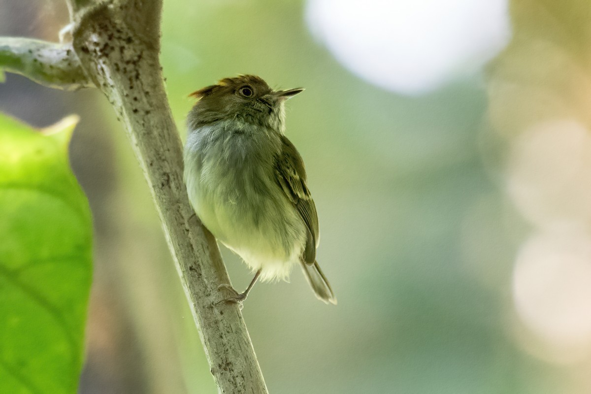 Scale-crested Pygmy-Tyrant - ML419847661