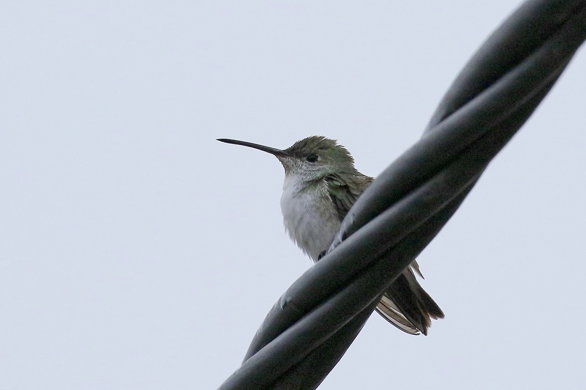 White-bellied Hummingbird - Jan Andersson
