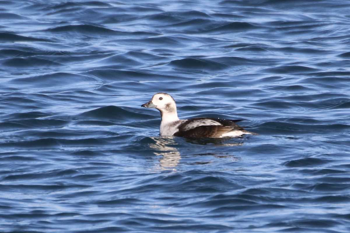 Long-tailed Duck - ML419850561