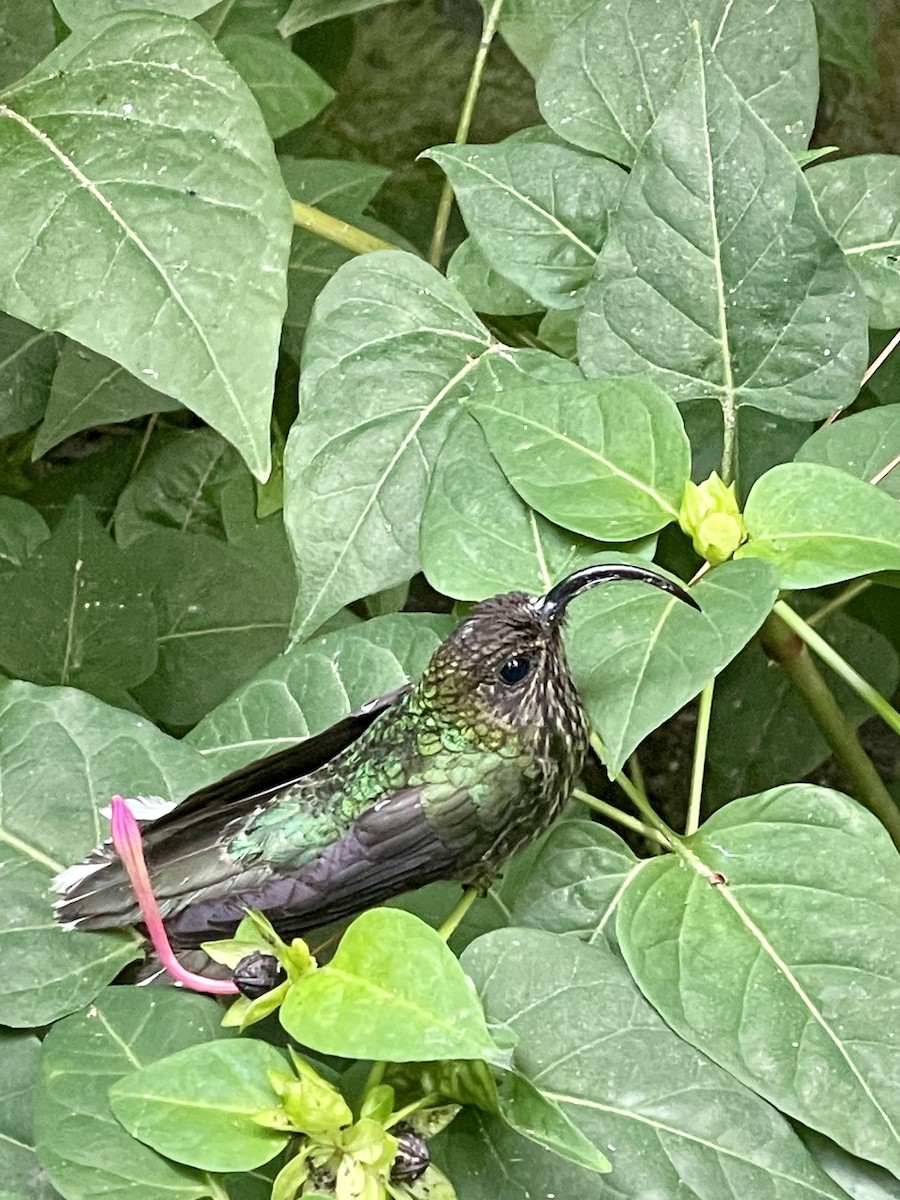 kolibřík orlozobec - ML419852741