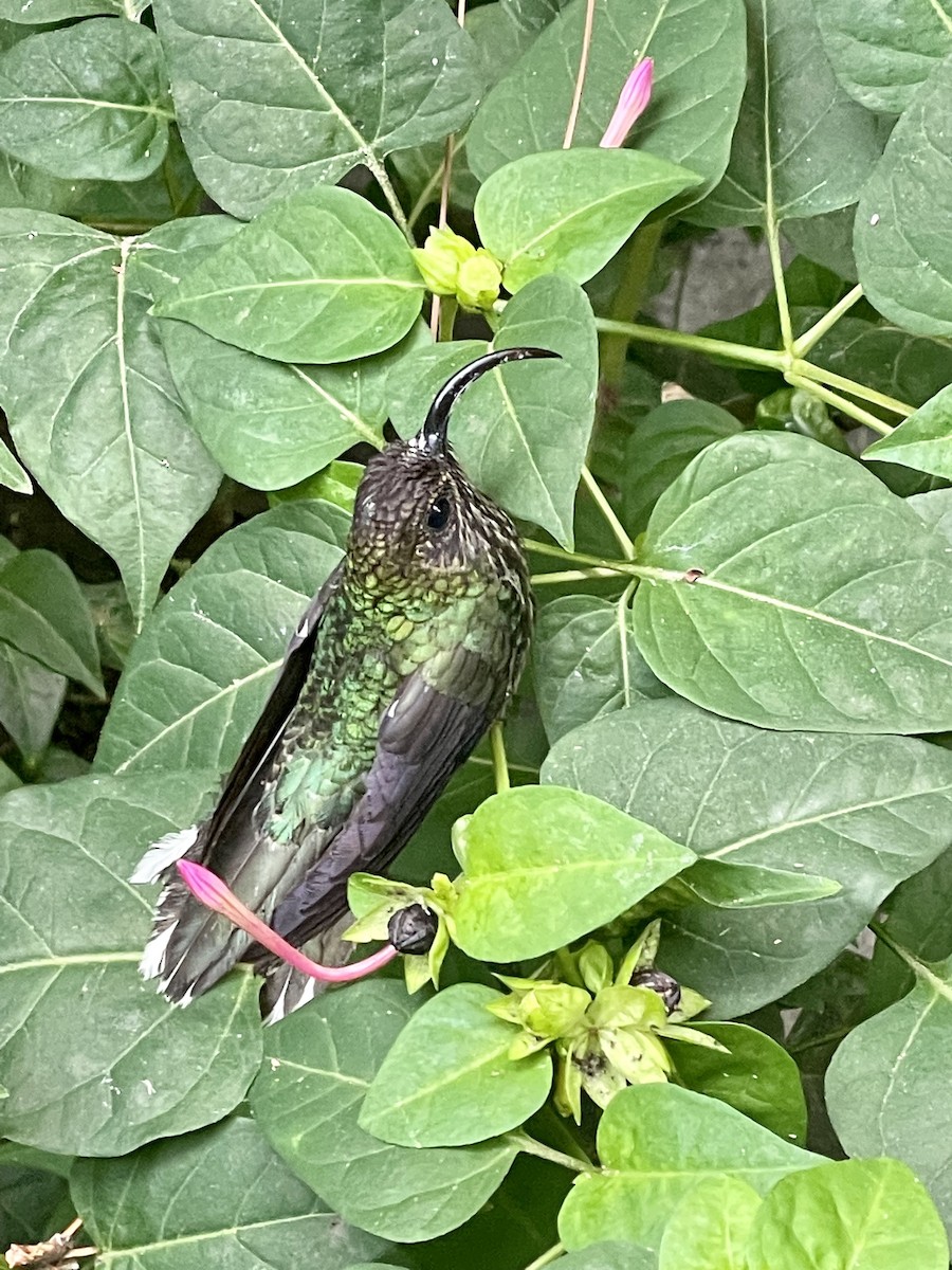kolibřík orlozobec - ML419852781