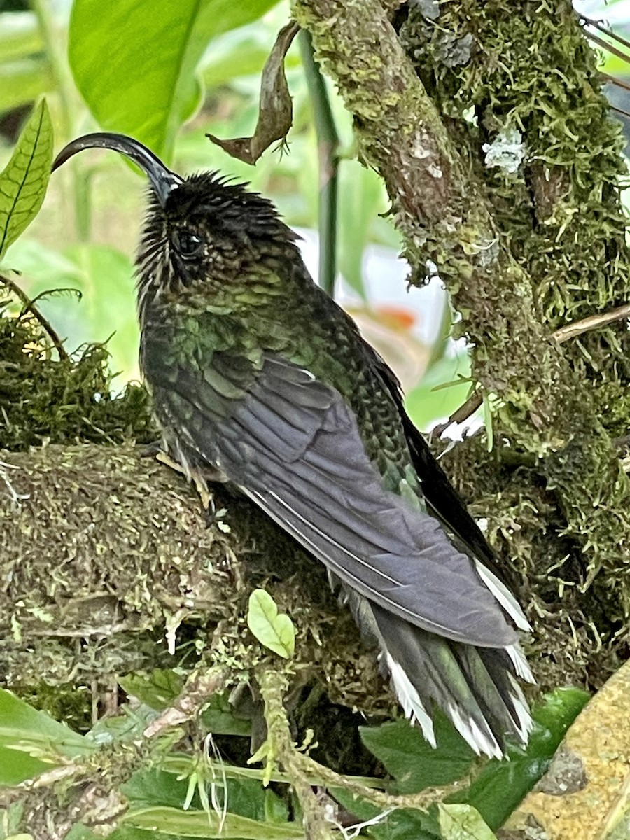 kolibřík orlozobec - ML419852851