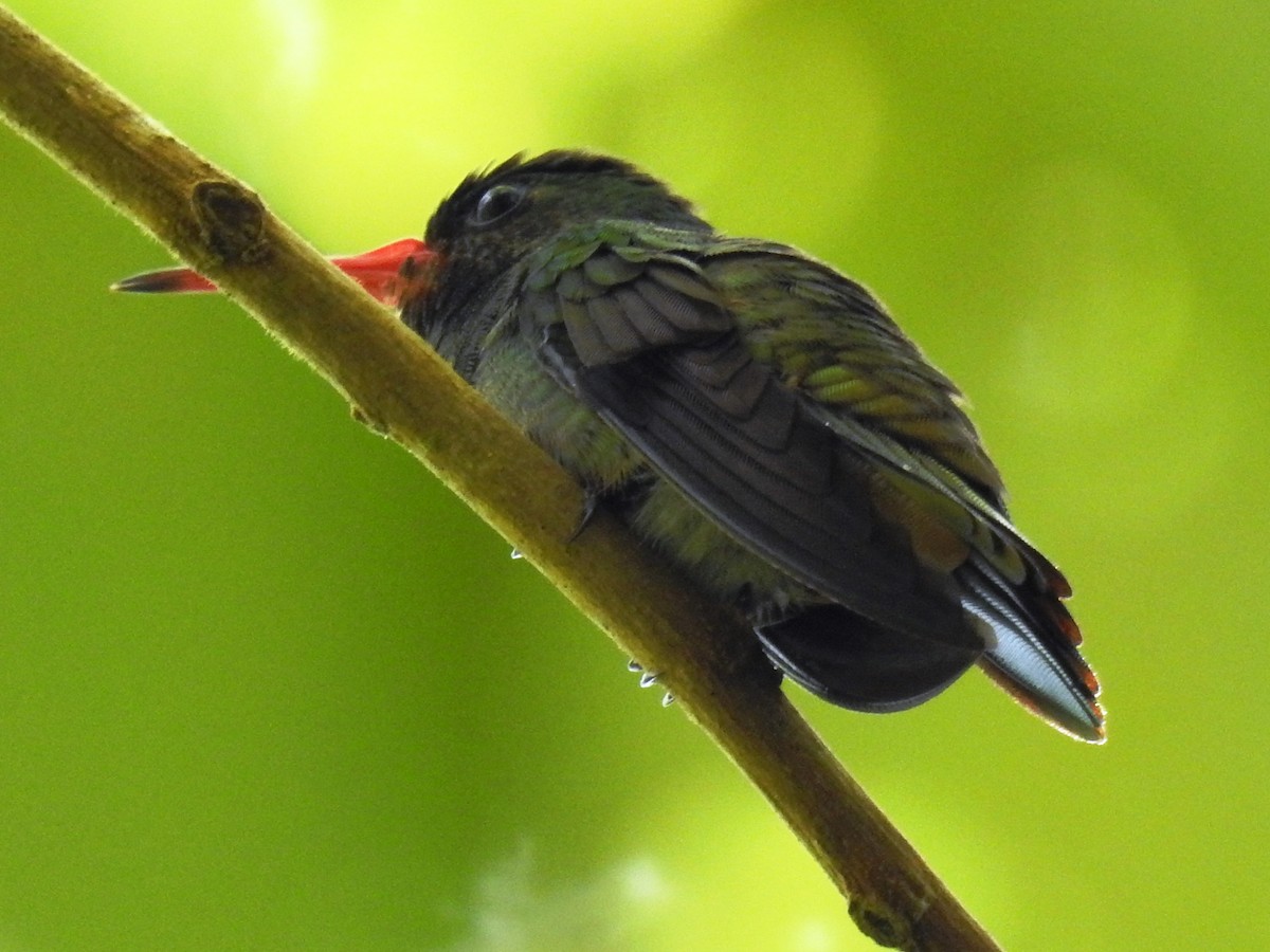 Blue-throated Goldentail - ML419854371