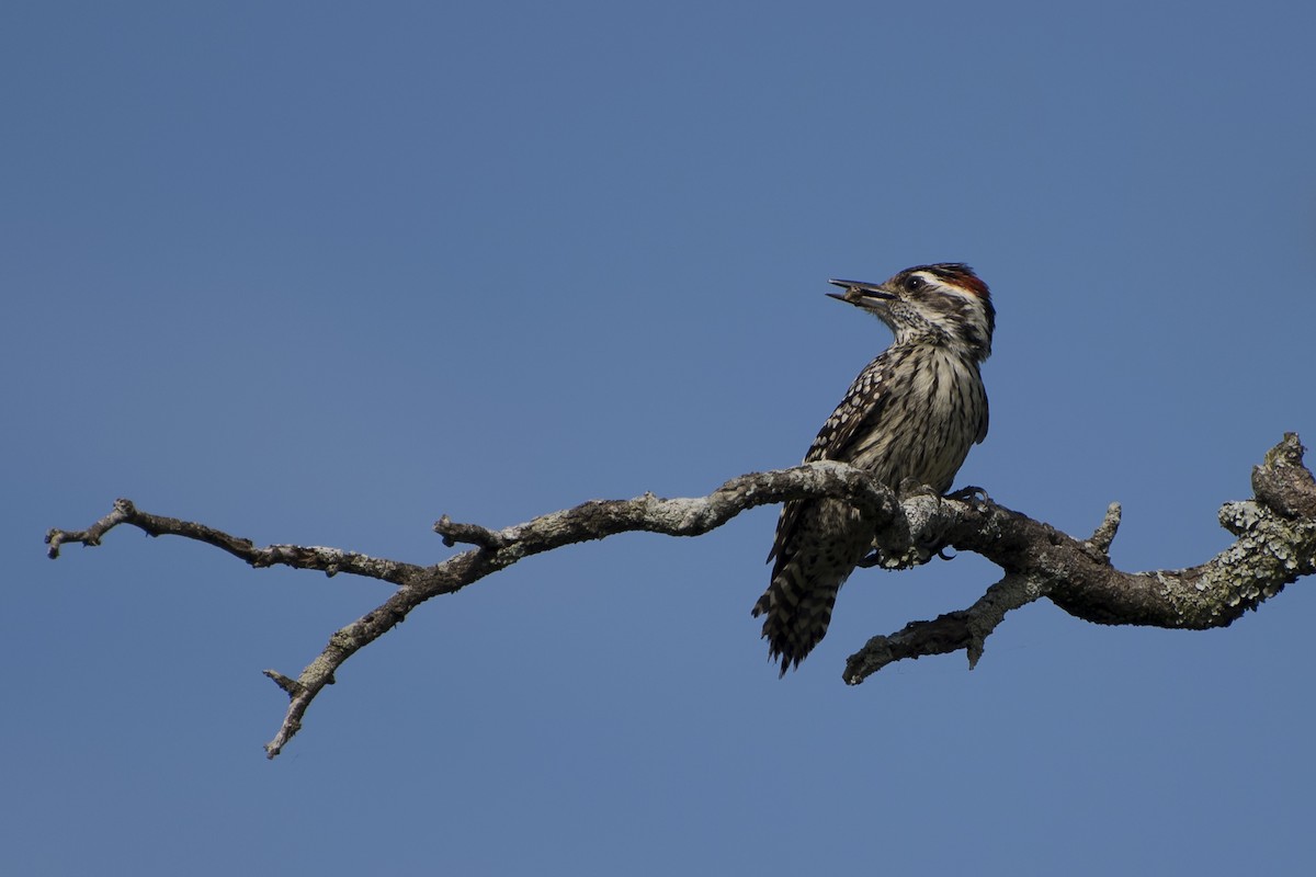 Checkered Woodpecker - ML41985681