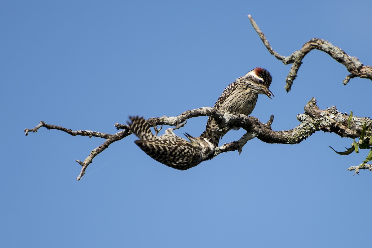 Checkered Woodpecker - ML41985771