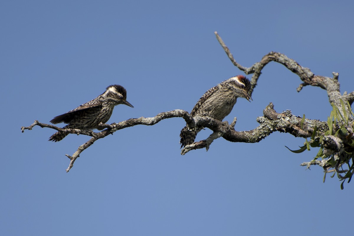Checkered Woodpecker - ML41985811