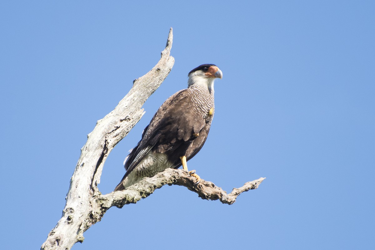 Crested Caracara (Southern) - ML41985831