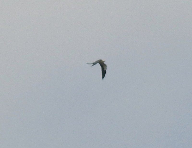 Swallow-tailed Kite - ML419865601