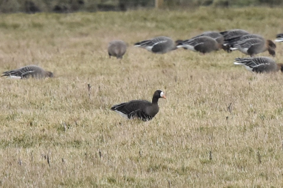 Greater White-fronted Goose (Greenland) - ML419873751