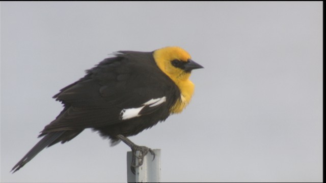 Yellow-headed Blackbird - ML419874