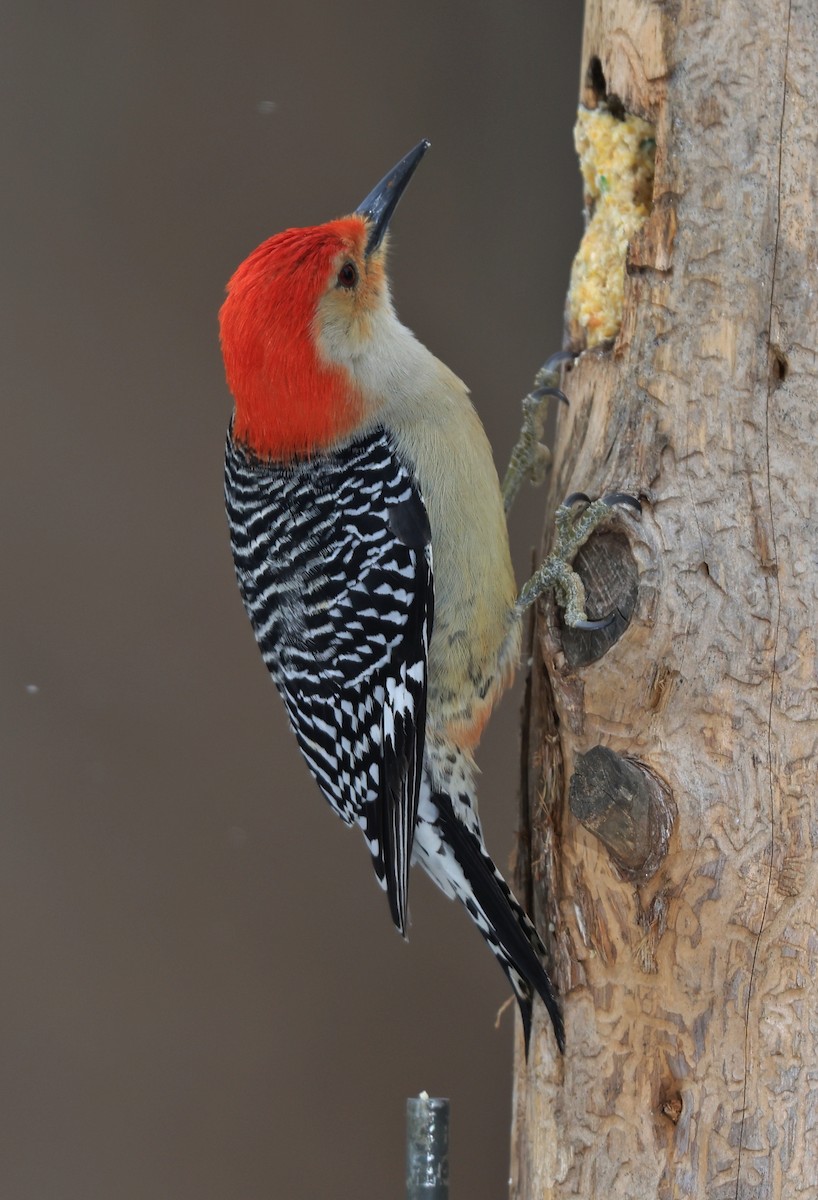 Red-bellied Woodpecker - ML419874421