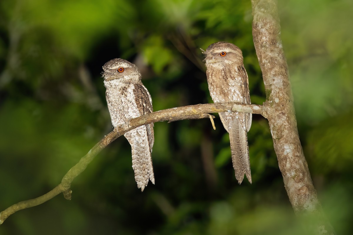 Marbled Frogmouth - ML419878471