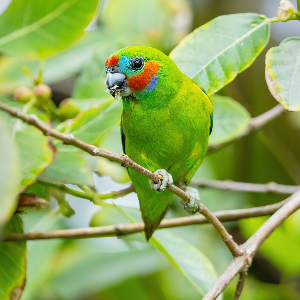 Double-eyed Fig-Parrot - ML419878981