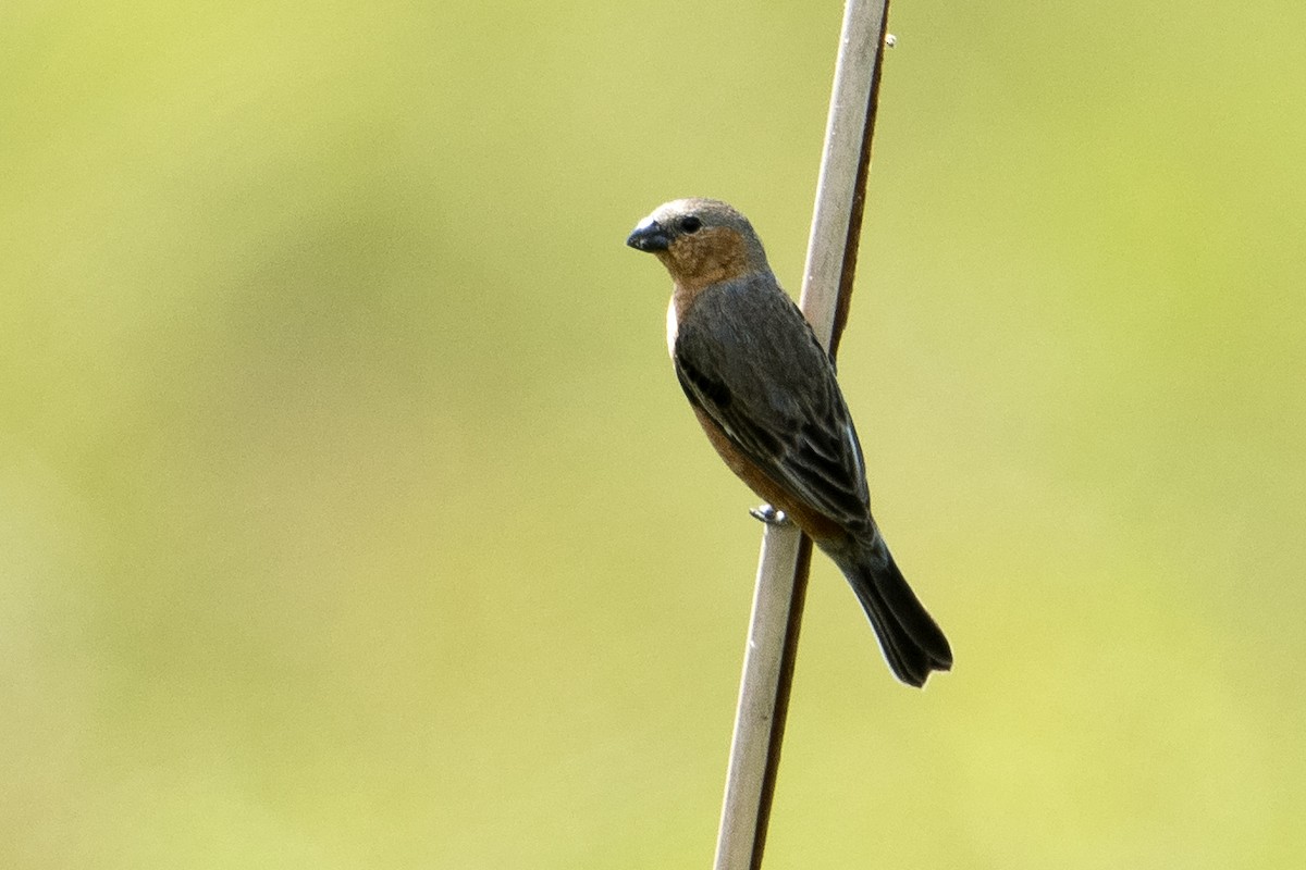 Tawny-bellied Seedeater - ML41987901