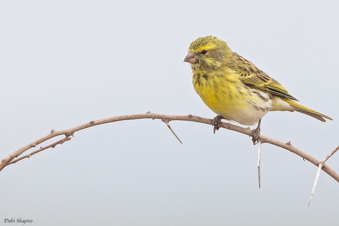 White-bellied Canary - ML419879411