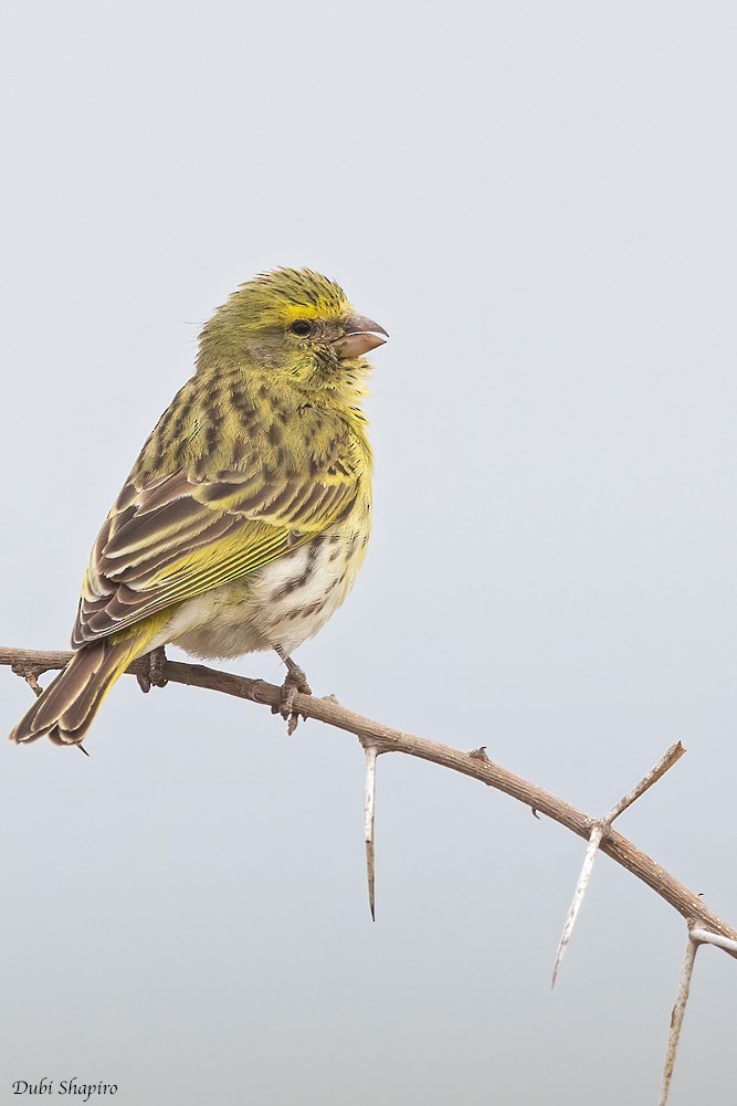 White-bellied Canary - ML419879421
