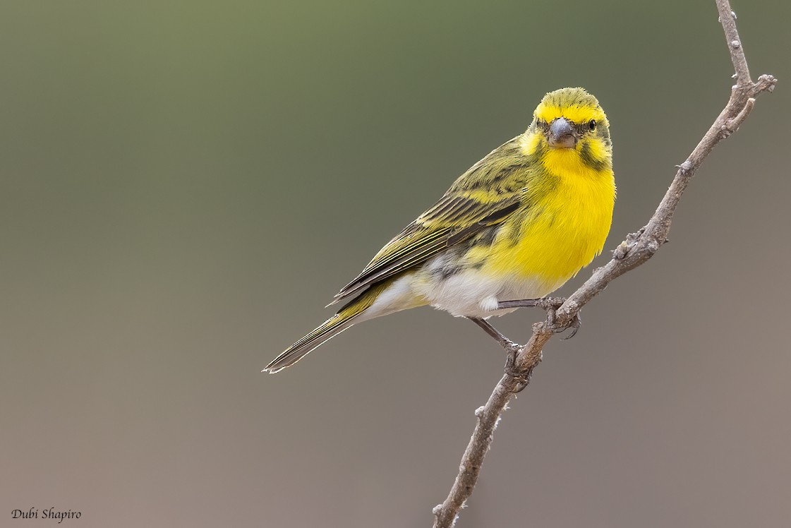 White-bellied Canary - ML419879431
