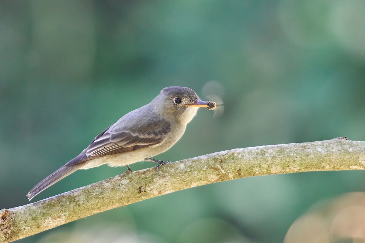 Greater Pewee - ML419881631