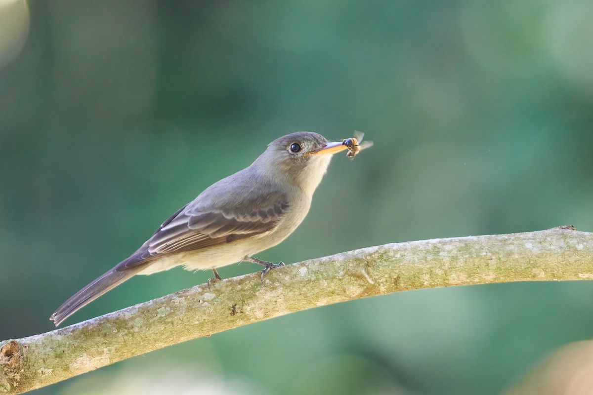 Greater Pewee - ML419881761