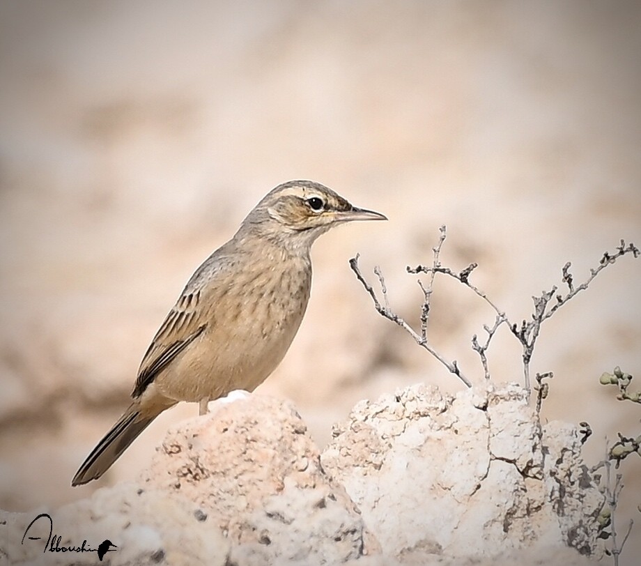 Long-billed Pipit (Middle Eastern) - ML419882061