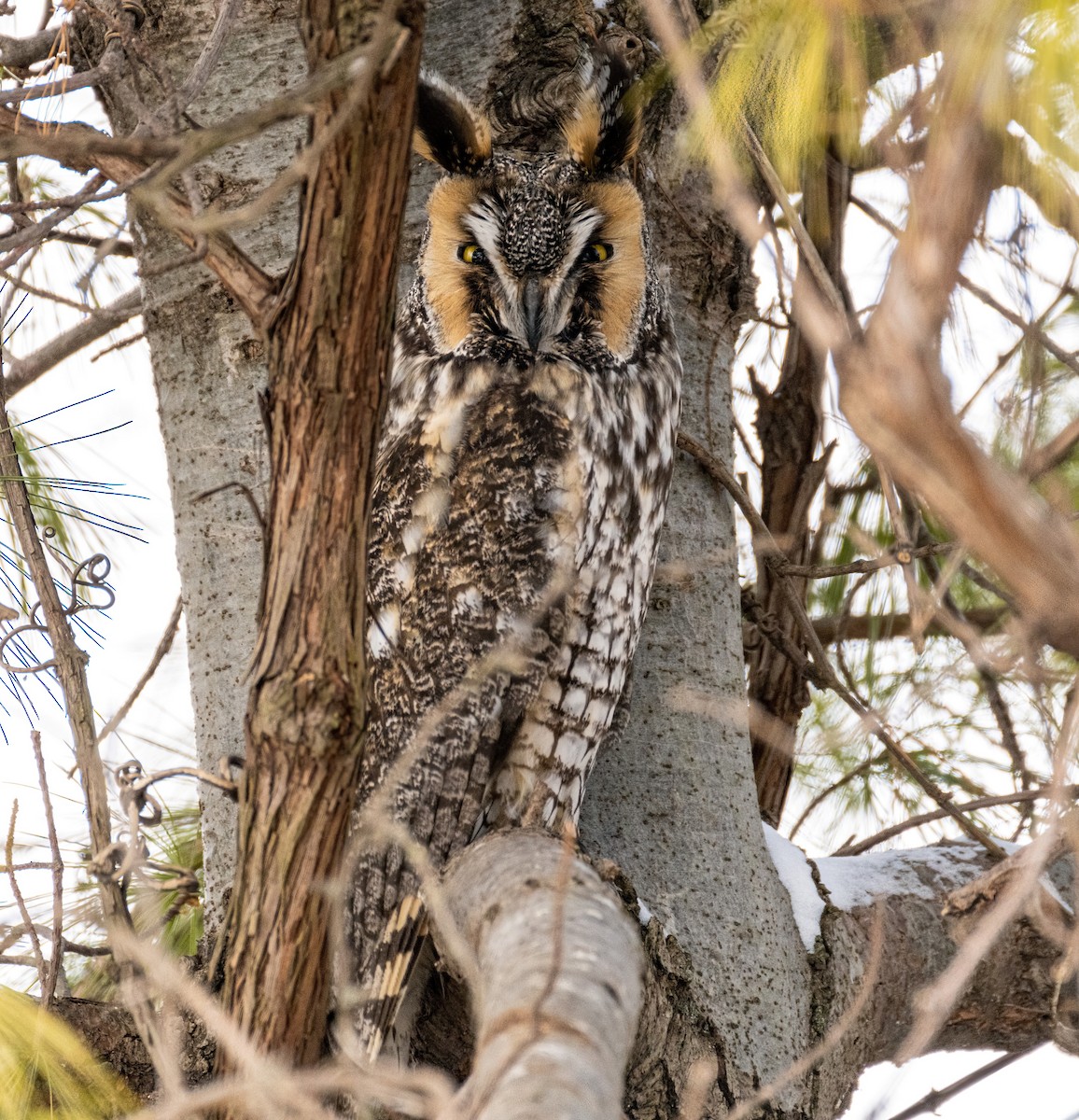 Long-eared Owl - Robert Bochenek