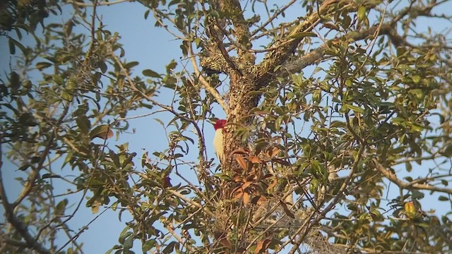 Red-headed Woodpecker - ML419882781