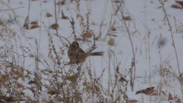 American Tree Sparrow - Doug Kibbe