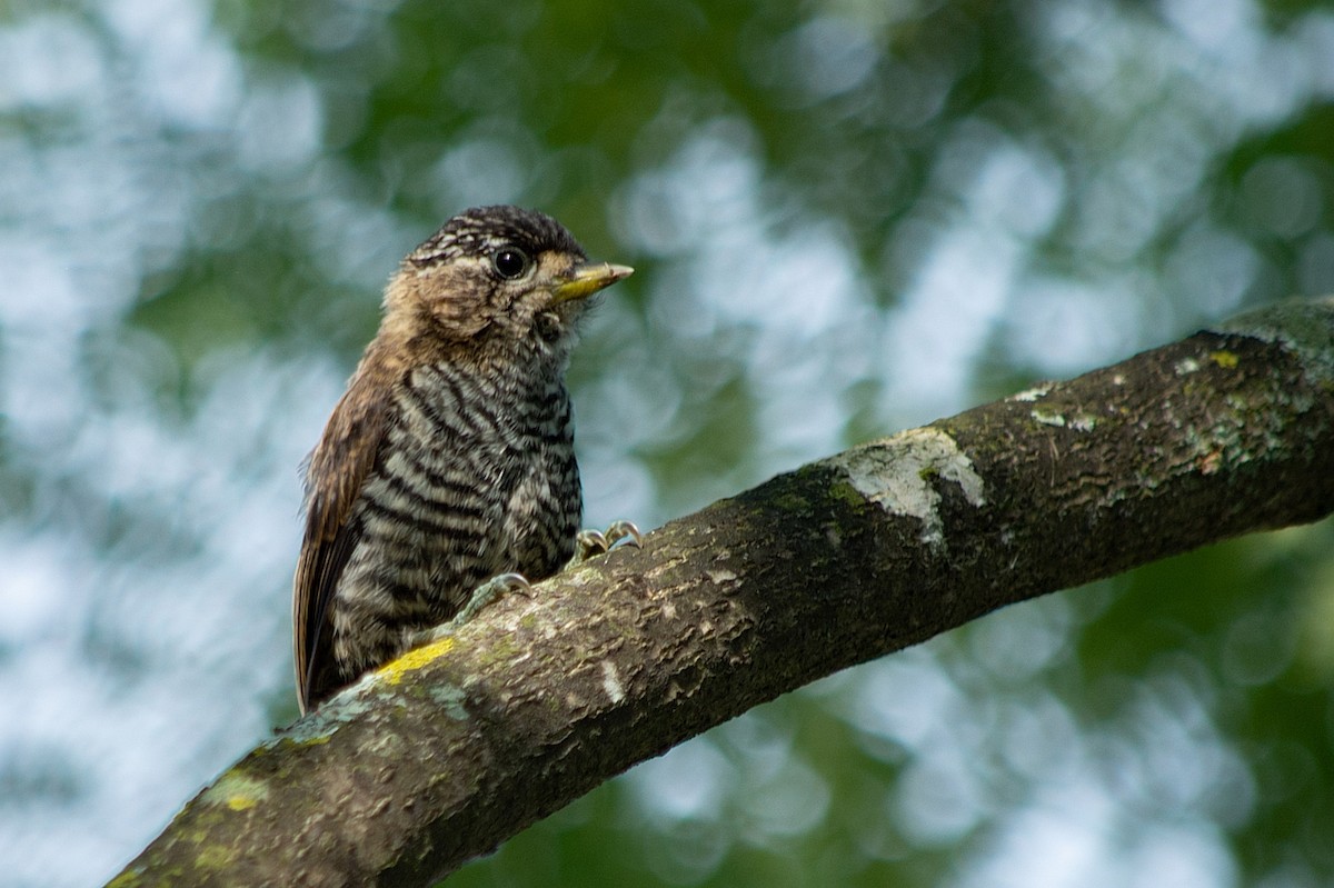 Ochre-collared Piculet - ML419887881