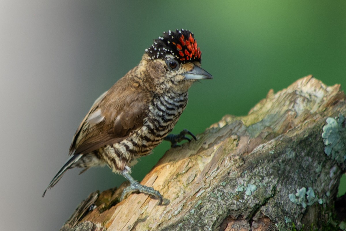Ochre-collared Piculet - ML419887901