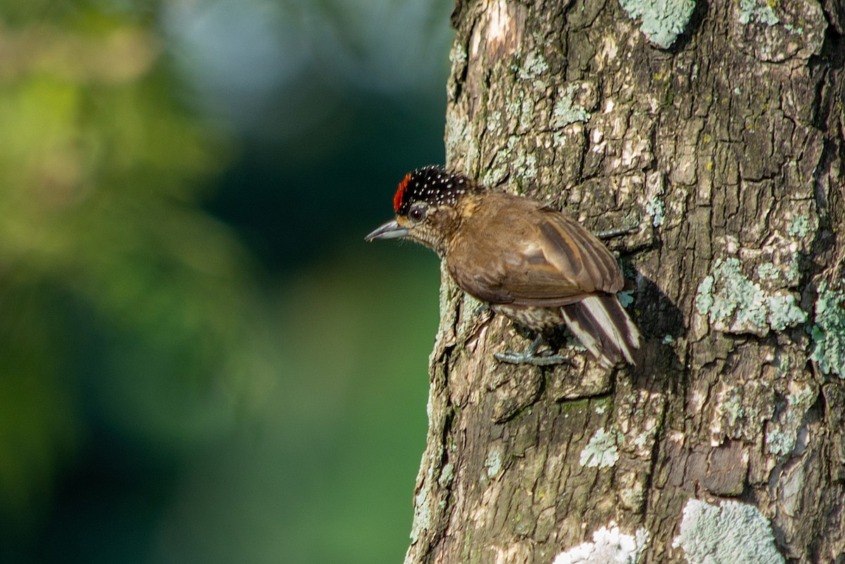 Ochre-collared Piculet - ML419887911