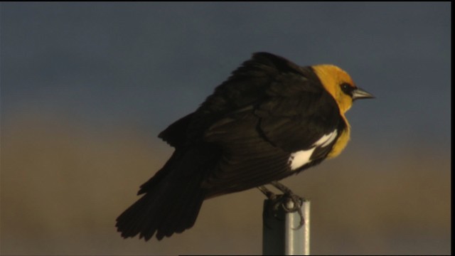 Yellow-headed Blackbird - ML419888