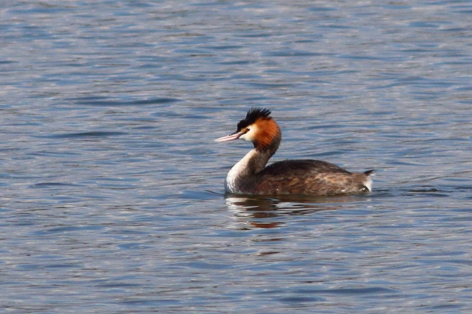 Great Crested Grebe - ML419889581