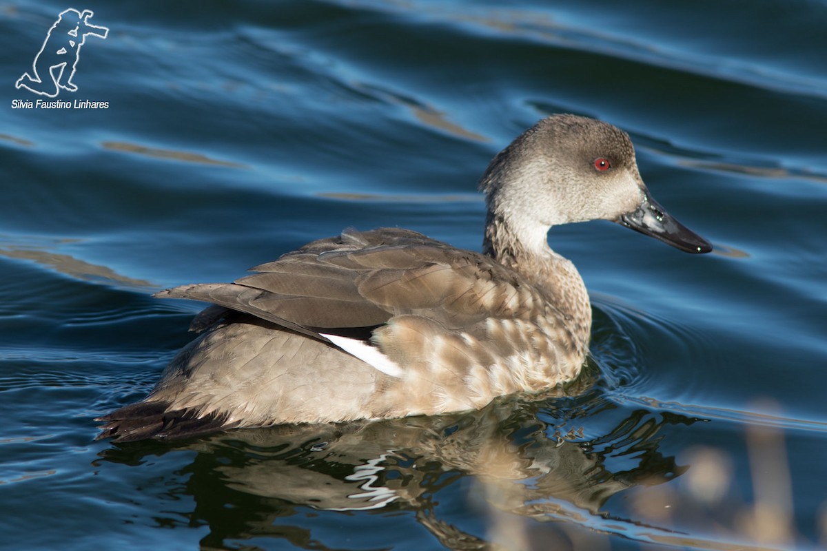 Crested Duck - ML41989541