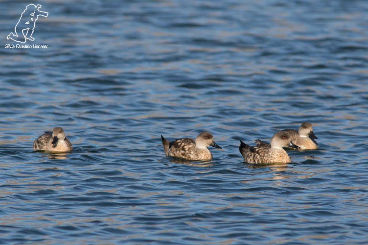 Crested Duck - ML41989551