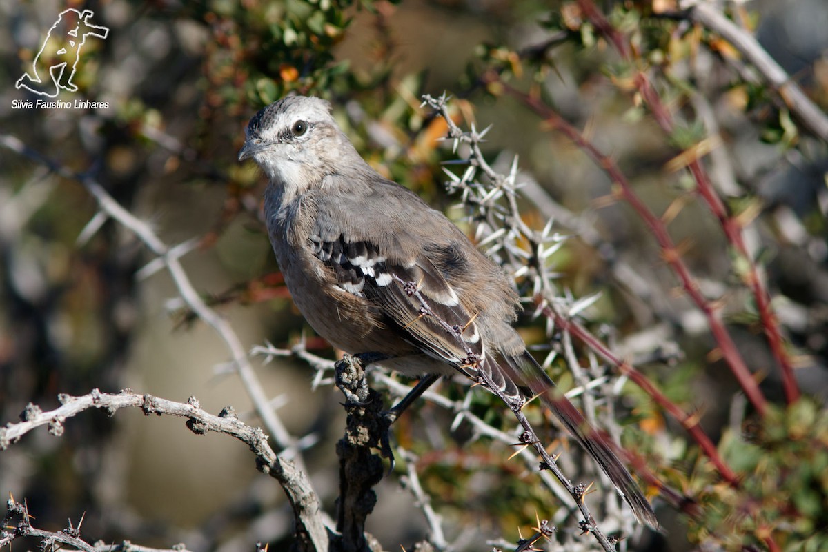 Patagonian Mockingbird - ML41990001