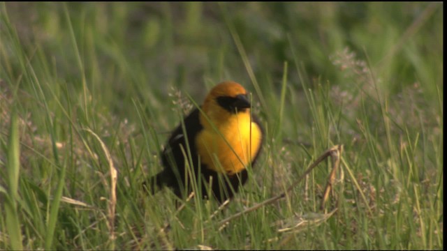Yellow-headed Blackbird - ML419906