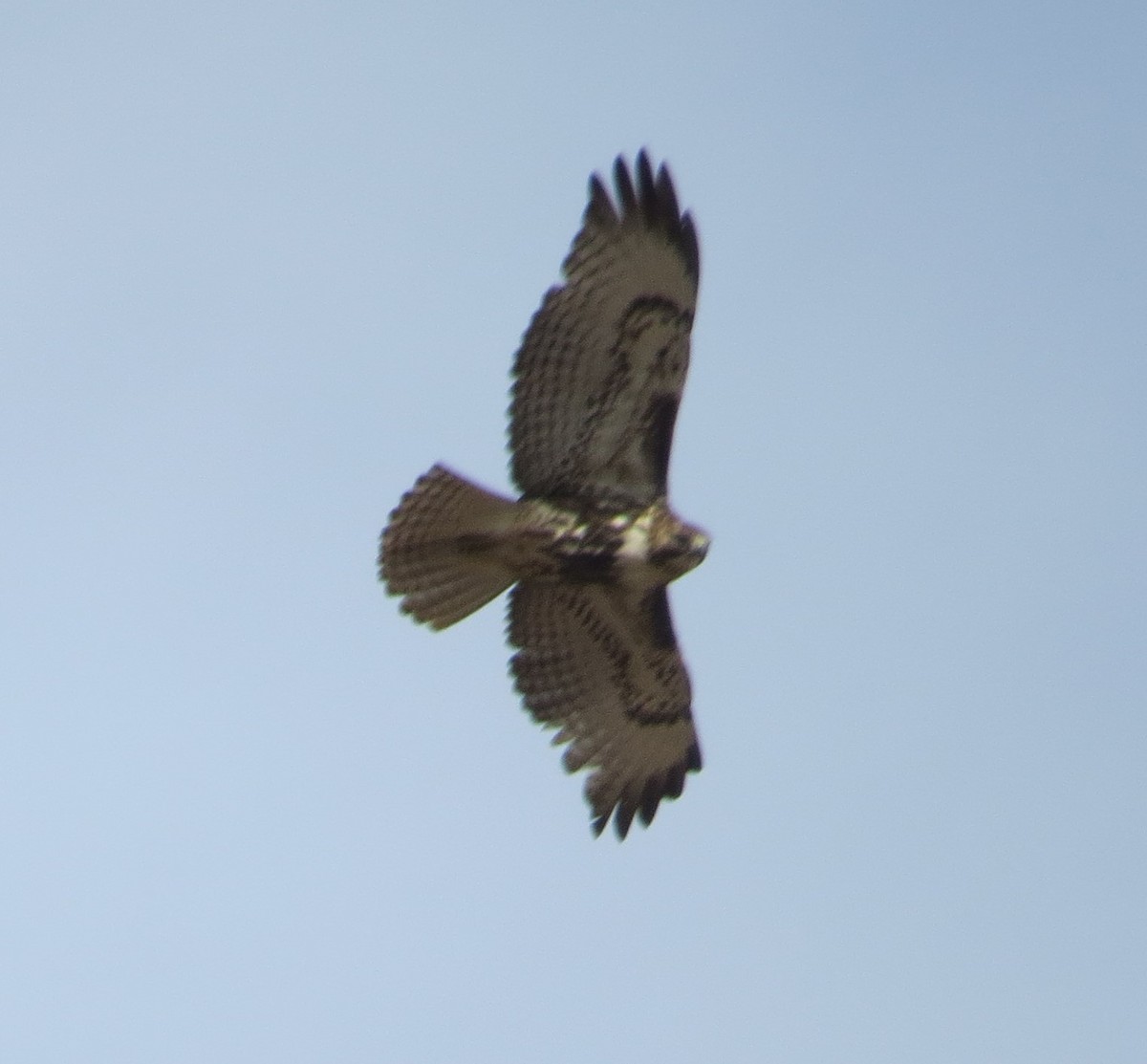 Red-tailed Hawk - ML41990921