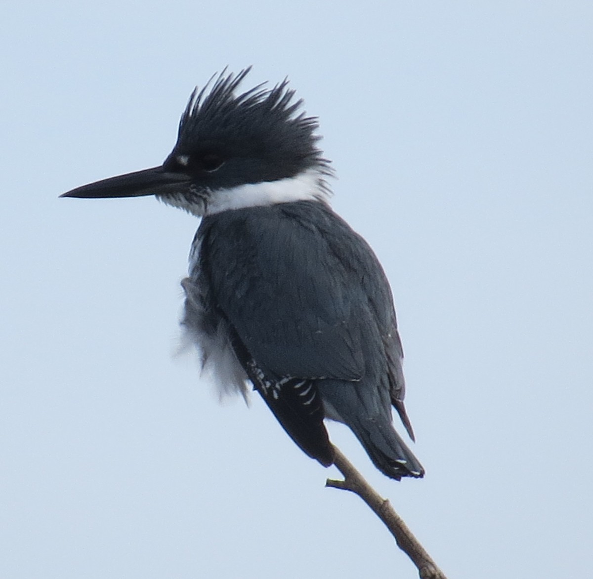 Belted Kingfisher - Vincent Maglio