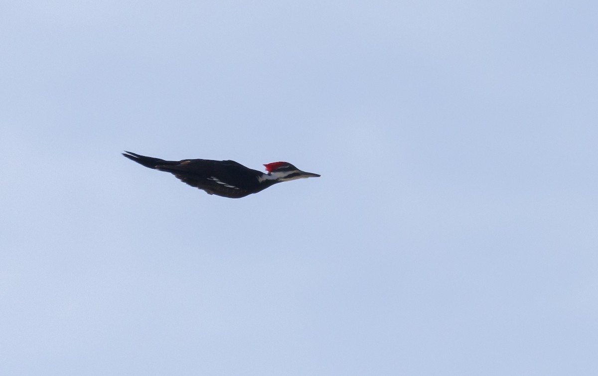 Pileated Woodpecker - ML419924121